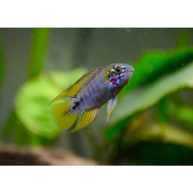 Apistogramma Sp. Opal