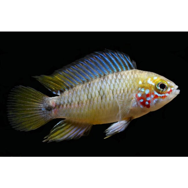 Apistogramma Sp. Opal