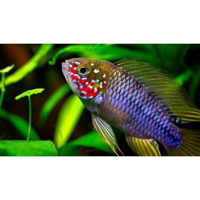Apistogramma Borelli