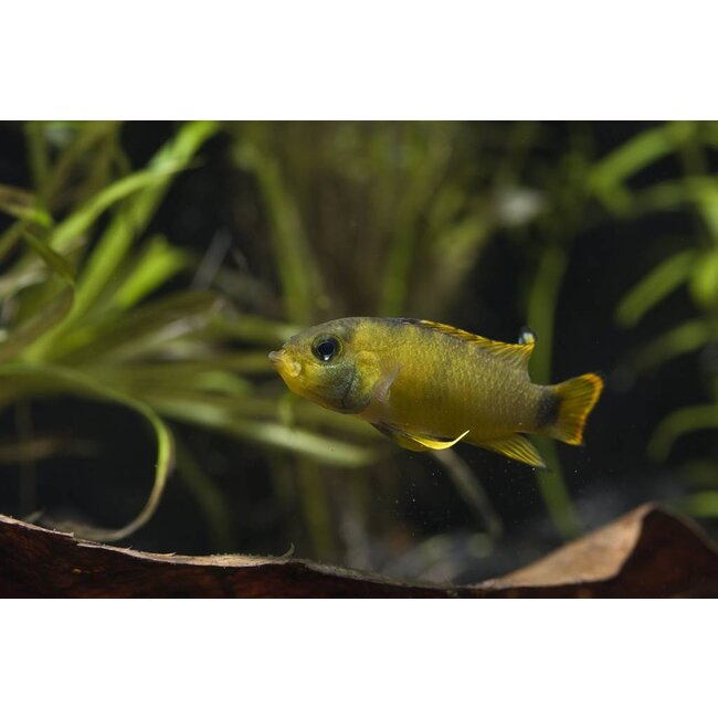 Apistogramma Nijsseni