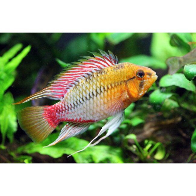 Apistogramma Hongsloi