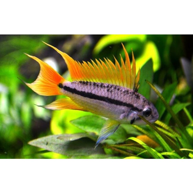 Apistogramma Cacatuoides Orange
