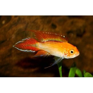 Apistogramma Agassizi Fire Red