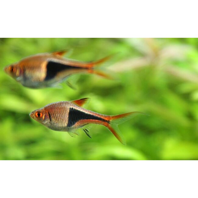 Kegelvlek barbeel - Rasbora Heteromorpha