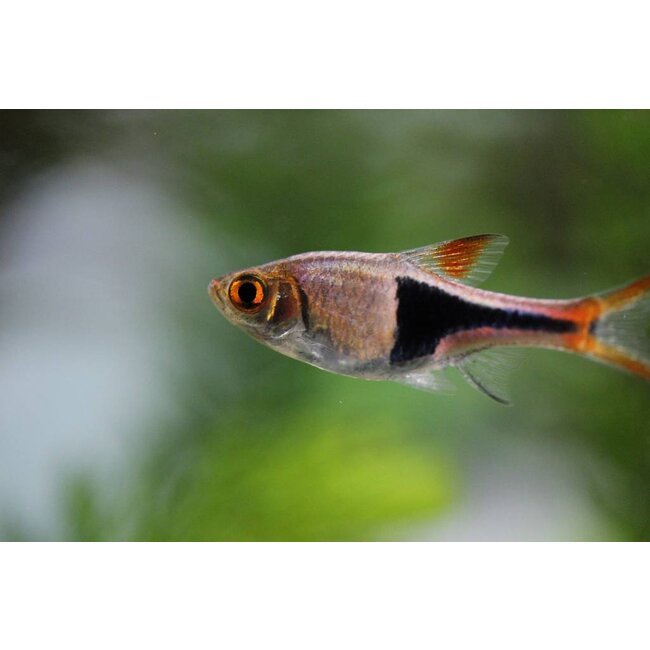 Kegelvlek barbeel - Rasbora Heteromorpha