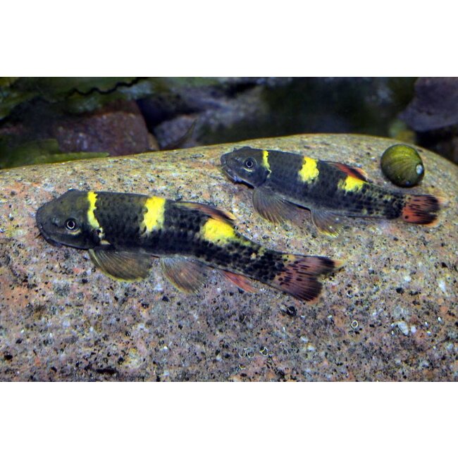 Panda Garra - Garra Flavatra