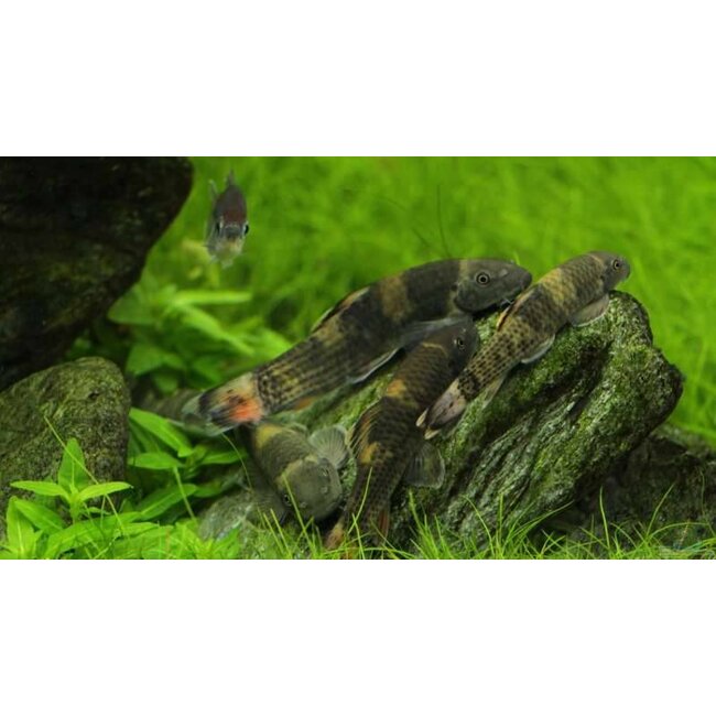 Panda Garra - Garra Flavatra