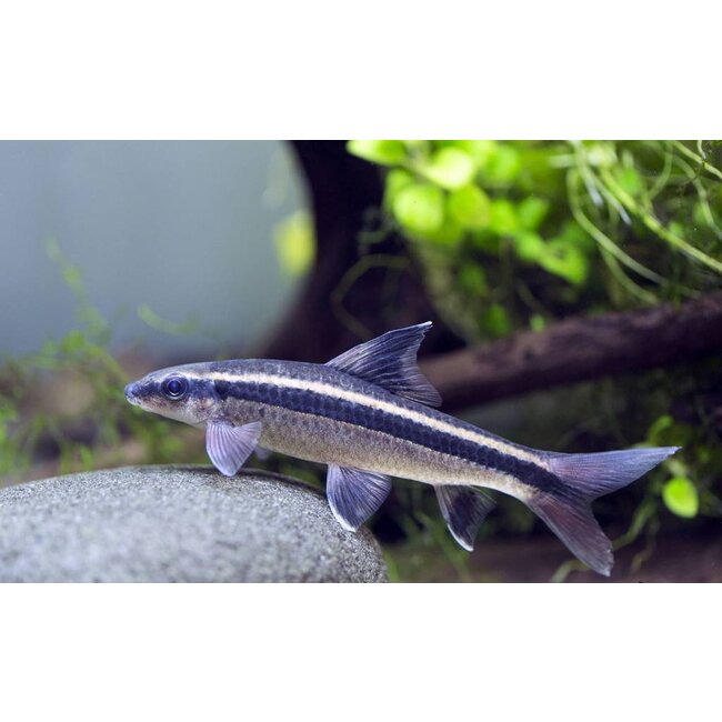 Flying Fox - Epalzeorhynchos Kalopterus