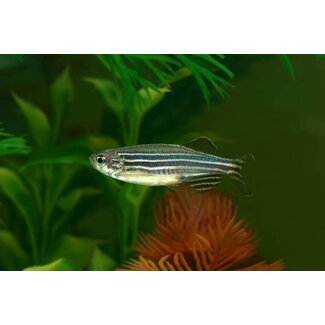 Zebra Danio