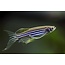 Zebra Danio - Brachydanio Rerio