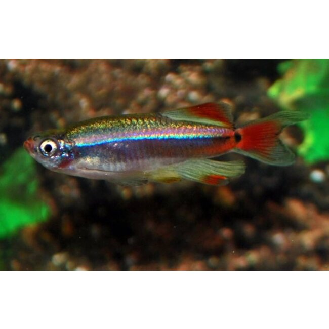 Chinese Danio Sluier - Tanichthys Albonubes