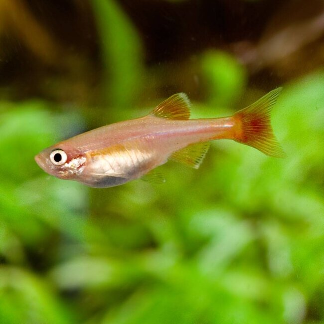 Chinese Danio Goud - Tanichthys Albonubes