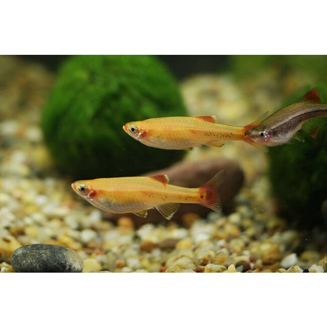 Chinese Danio Goud - Tanichthys Albonubes