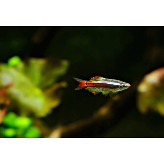 Chinese Danio - Tanichthys Albonubes