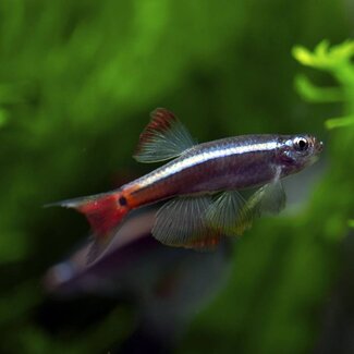 Chinese Danio