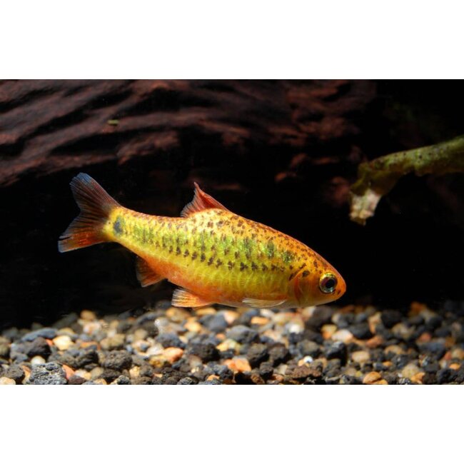 Goudbarbeel - Barbus Schuberti