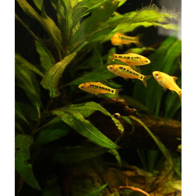 Goudbarbeel - Barbus Schuberti