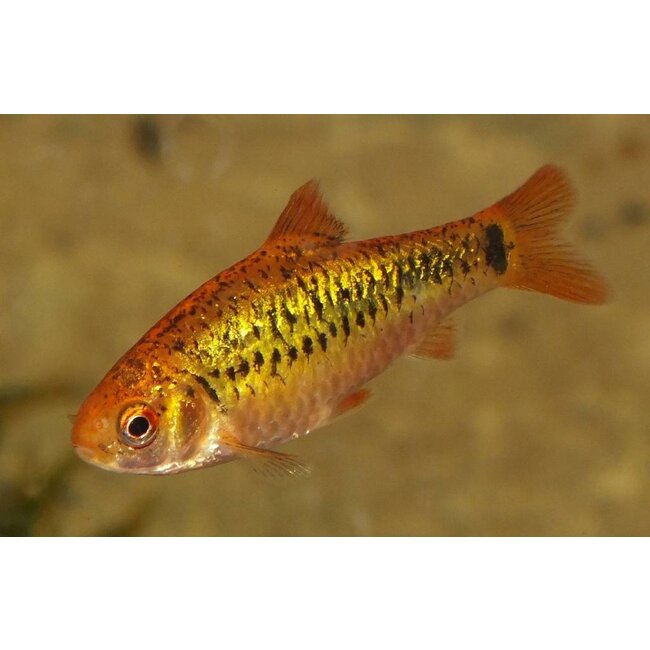 Goudbarbeel - Barbus Schuberti