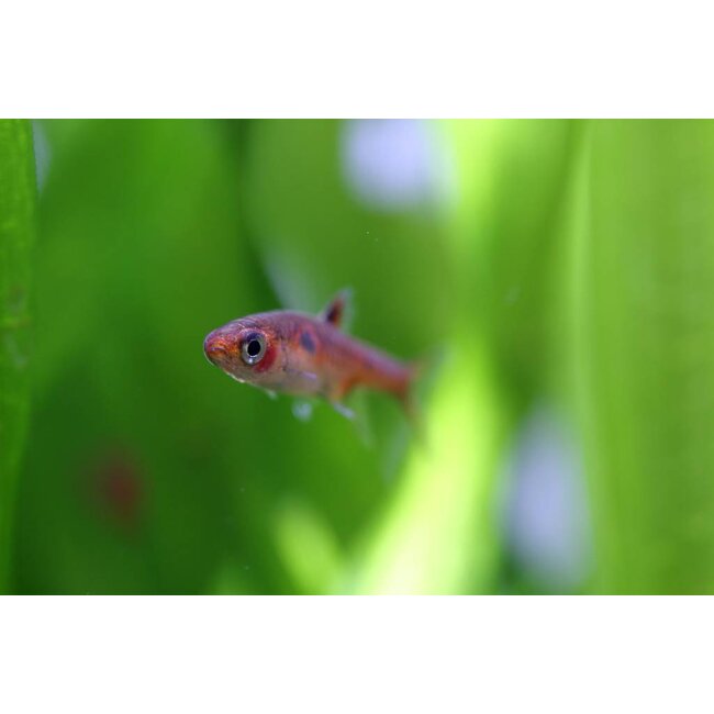 Rasbora Merah - Boraras Merah