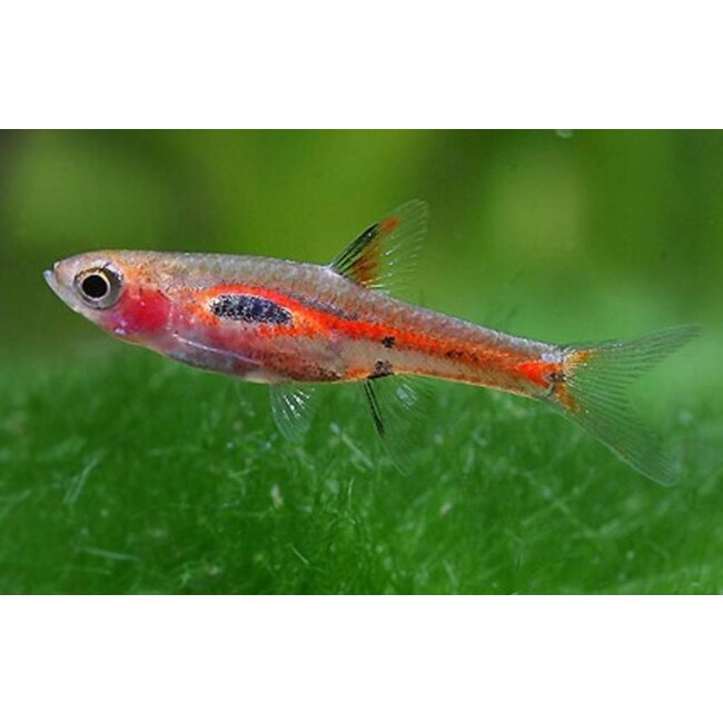 Rasbora Merah - Boraras Merah