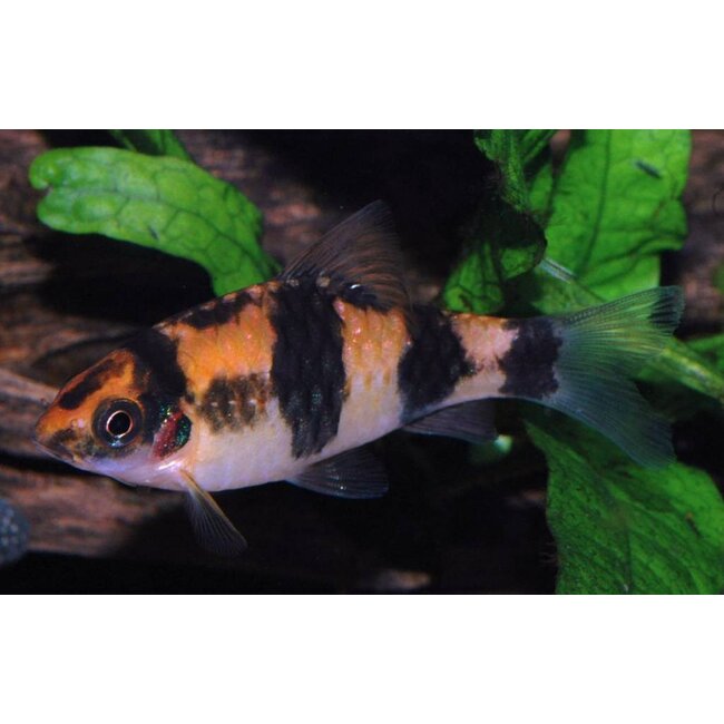 Panda Barbeel - Barbus Fasciatus