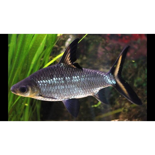 Haaienvinbarbeel - Balantiocheilos Melanopterus