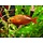 Rode Regenboogvis - Glossolepis Incisus