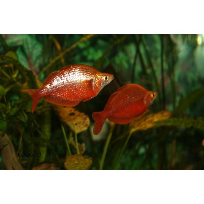 Rode Regenboogvis - Glossolepis Incisus