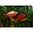 Rode Regenboogvis - Glossolepis Incisus
