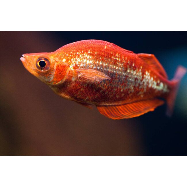 Rode Regenboogvis - Glossolepis Incisus