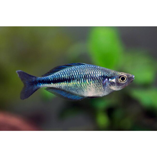 Regenboogvis - Melanotaenia Lacustris