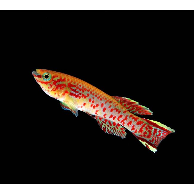 Aphyosemion Gardneri - Fundulopanchax Gardneri