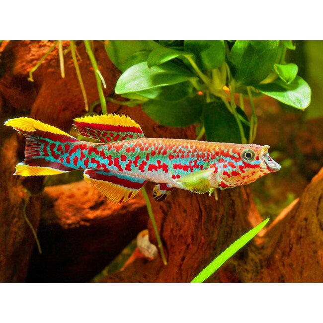 Aphyosemion Gardneri - Fundulopanchax Gardneri