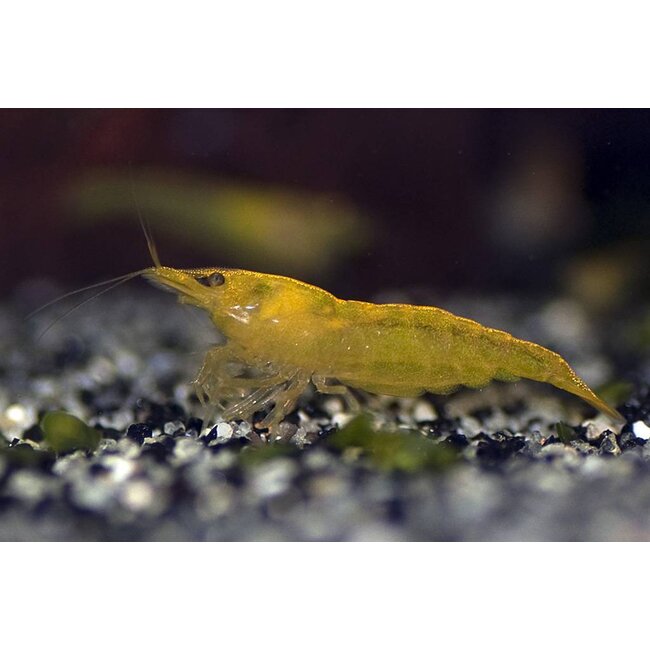 Neocaridina sp. Yellow Cherry Shrimp