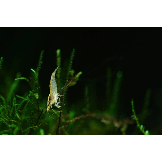 Neocaridina sp. Yellow Cherry Shrimp