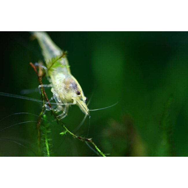 Neocaridina sp. Yellow Cherry Shrimp
