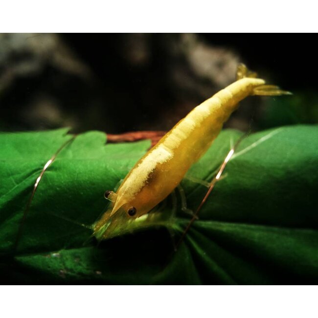 Neocaridina sp. Yellow Cherry Shrimp