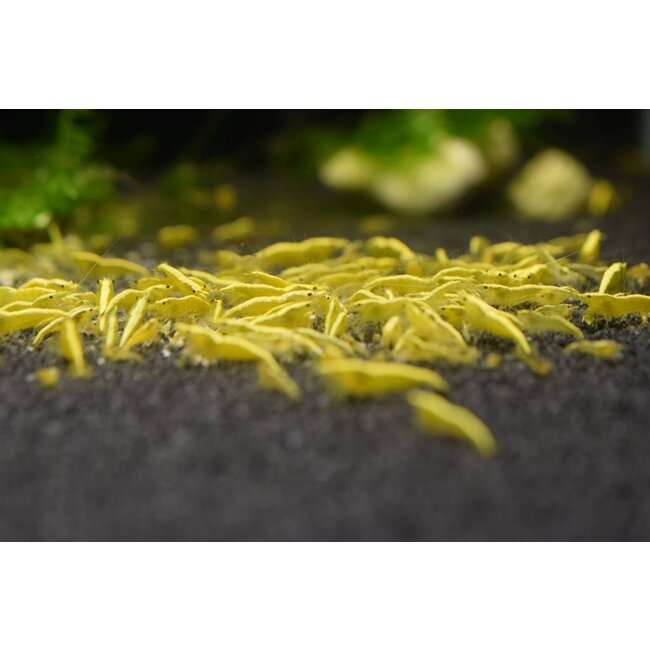 Neocaridina sp. Yellow Cherry Shrimp