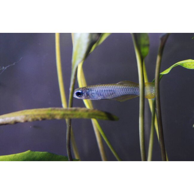 Afrikaans Blauwoogje - Aplocheilichthys Normani