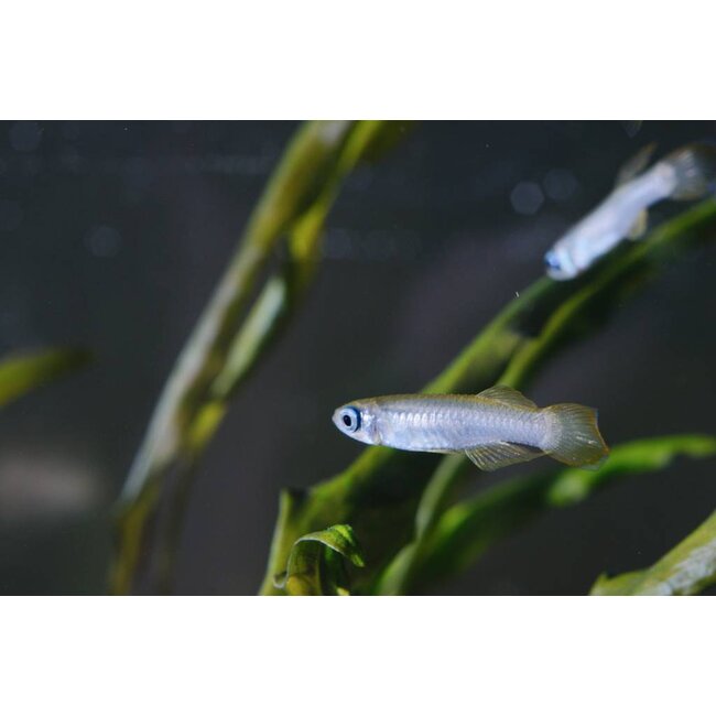 Afrikaans Blauwoogje - Aplocheilichthys Normani