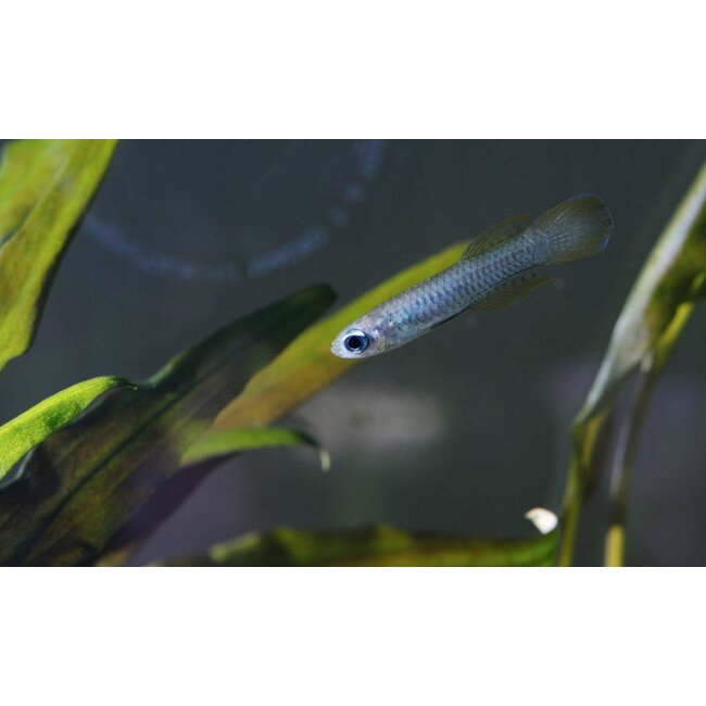 Afrikaans Blauwoogje - Aplocheilichthys Normani