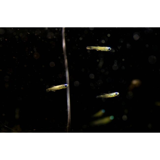 Afrikaans Blauwoogje - Aplocheilichthys Normani