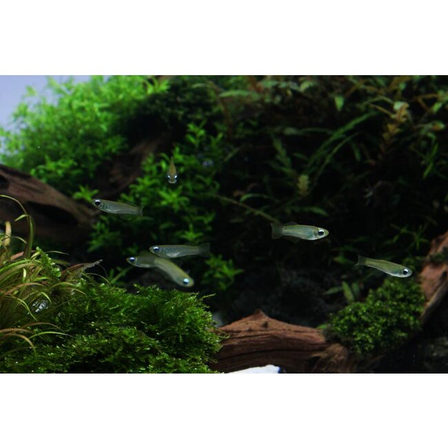 Afrikaans Blauwoogje - Aplocheilichthys Normani