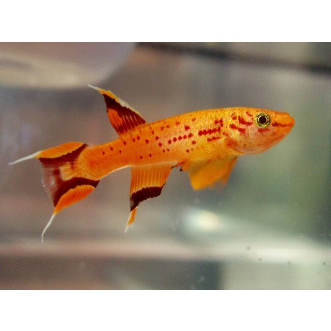 Killi Kaap Lopez (Goud)- Aphyosemion Australe Cape Lopez*