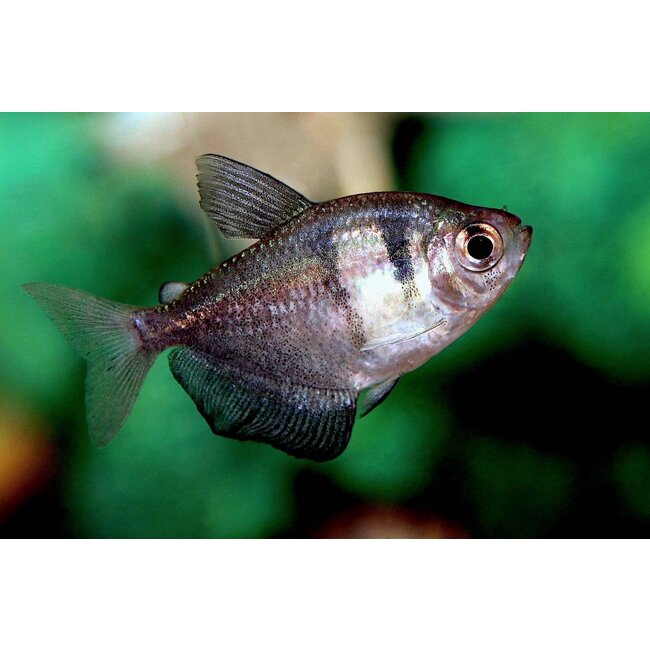 Zwarte Tetra - Gymnocorymbus Ternetzi