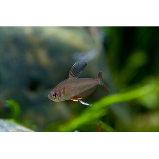 White Fin Tetra