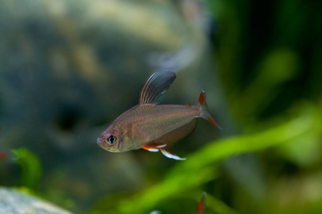 Орнатус рыбка аквариумная фото и описание