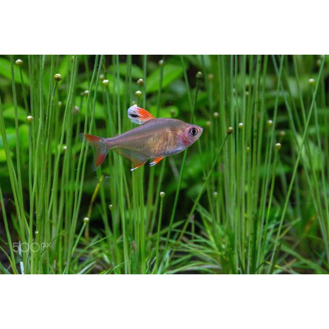 White Fin Tetra - Hyphessobrycon Ornatus
