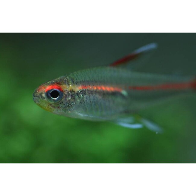 Vuurneon M - Hemigrammus Erythrozonus