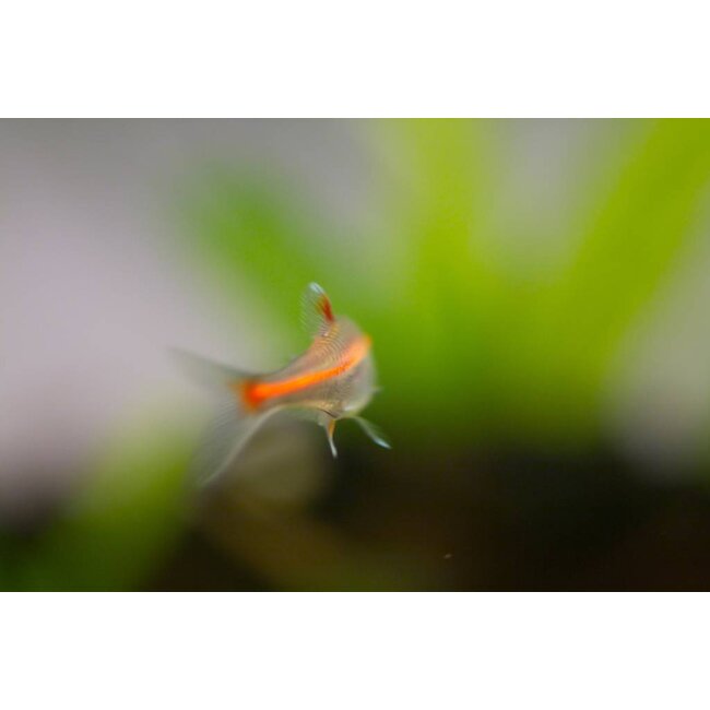 Vuurneon M - Hemigrammus Erythrozonus